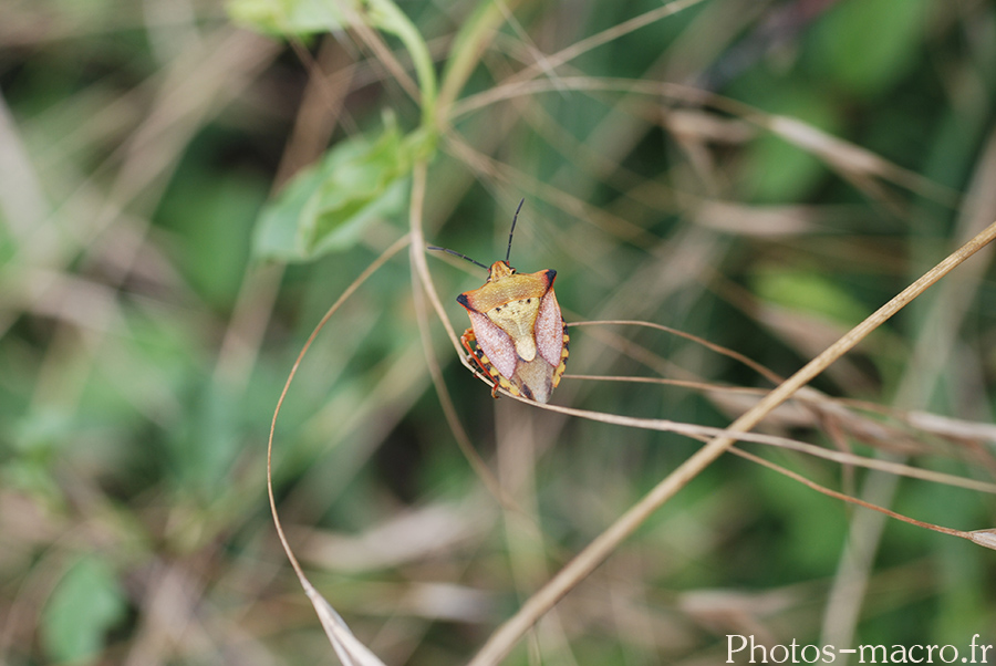 Carpocoris mediterraneus